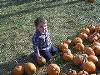 The Pumpkin Patch